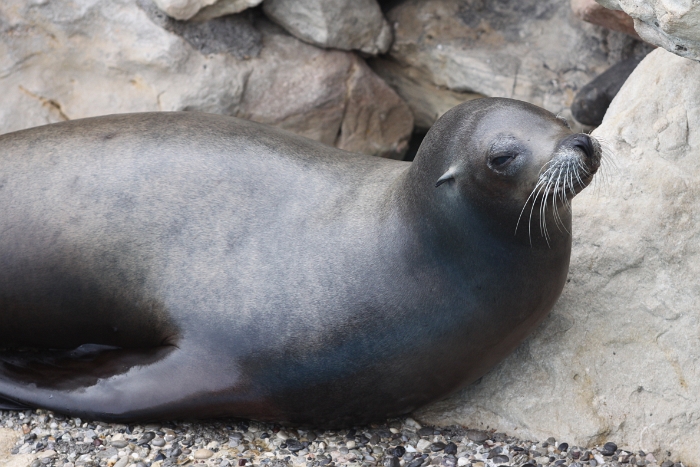 Marineland - Otaries - 031